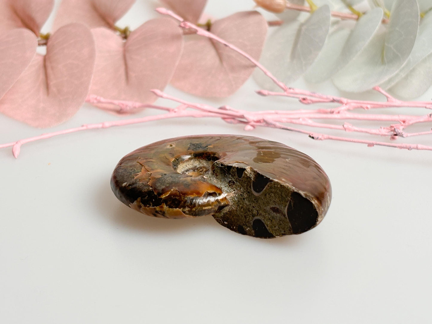 Beautiful opalized ammonite fossil with dazzling colors, unique decorative piece, ideal for collectors & gifts