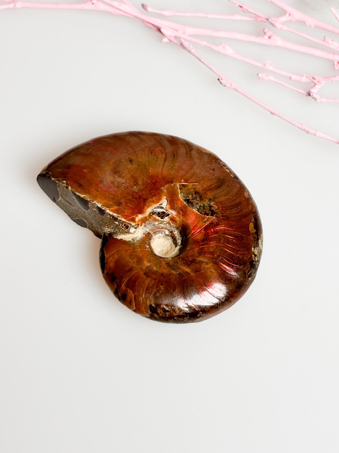 Beautiful opalized ammonite fossil with dazzling colors, unique decorative piece, ideal for collectors & gifts