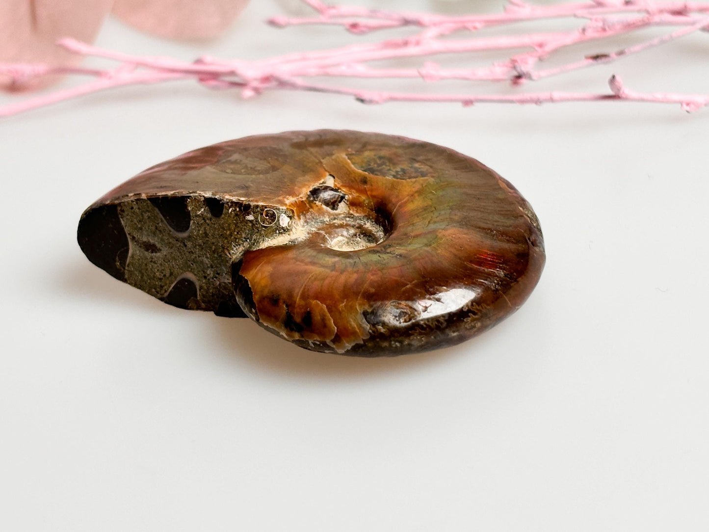 Beautiful opalized ammonite fossil with dazzling colors, unique decorative piece, ideal for collectors & gifts