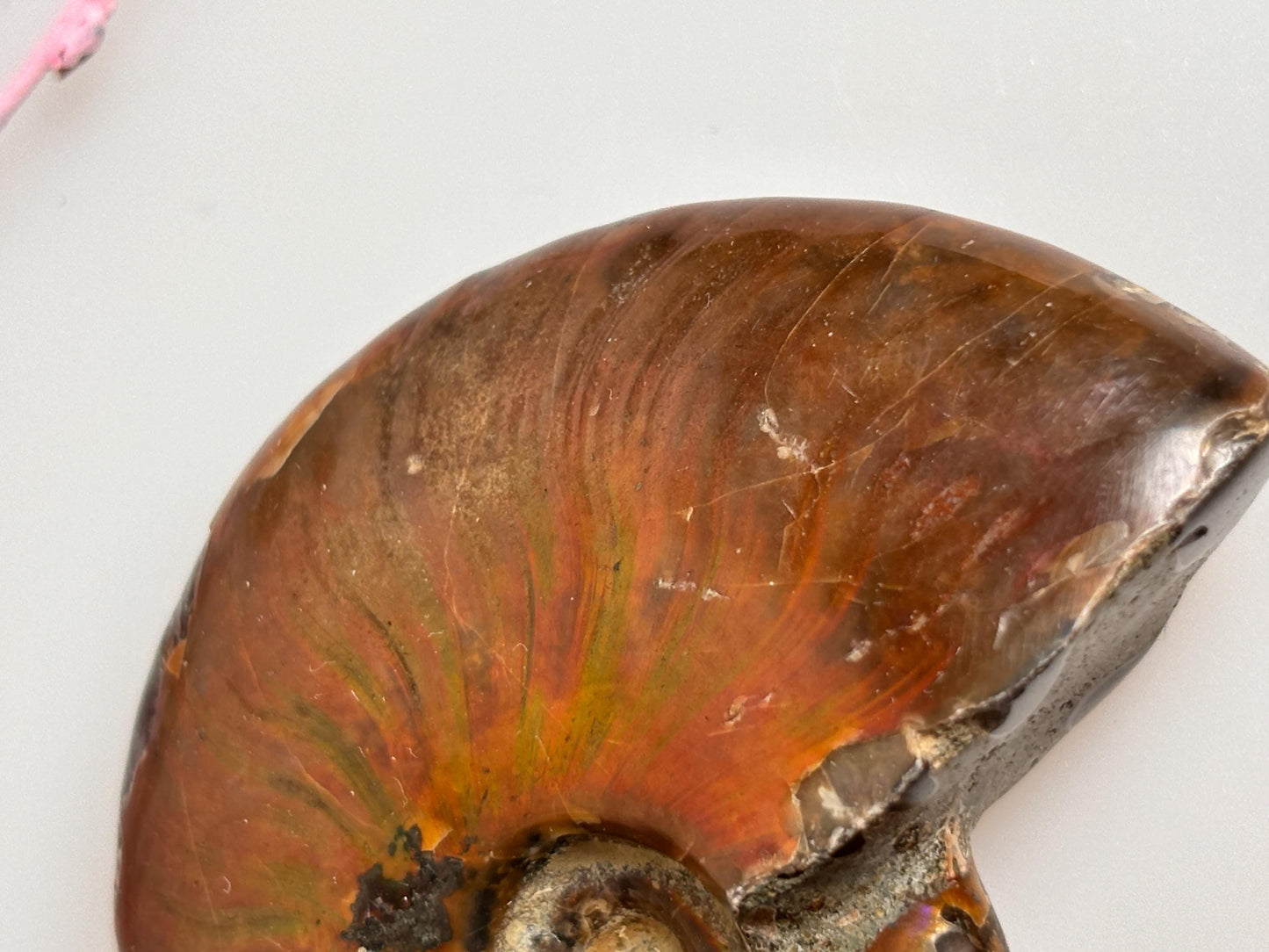 Beautiful opalized ammonite fossil with dazzling colors, unique decorative piece, ideal for collectors & gifts