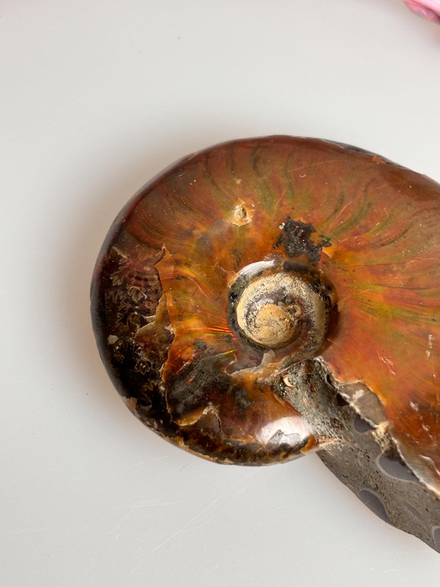 Beautiful opalized ammonite fossil with dazzling colors, unique decorative piece, ideal for collectors & gifts