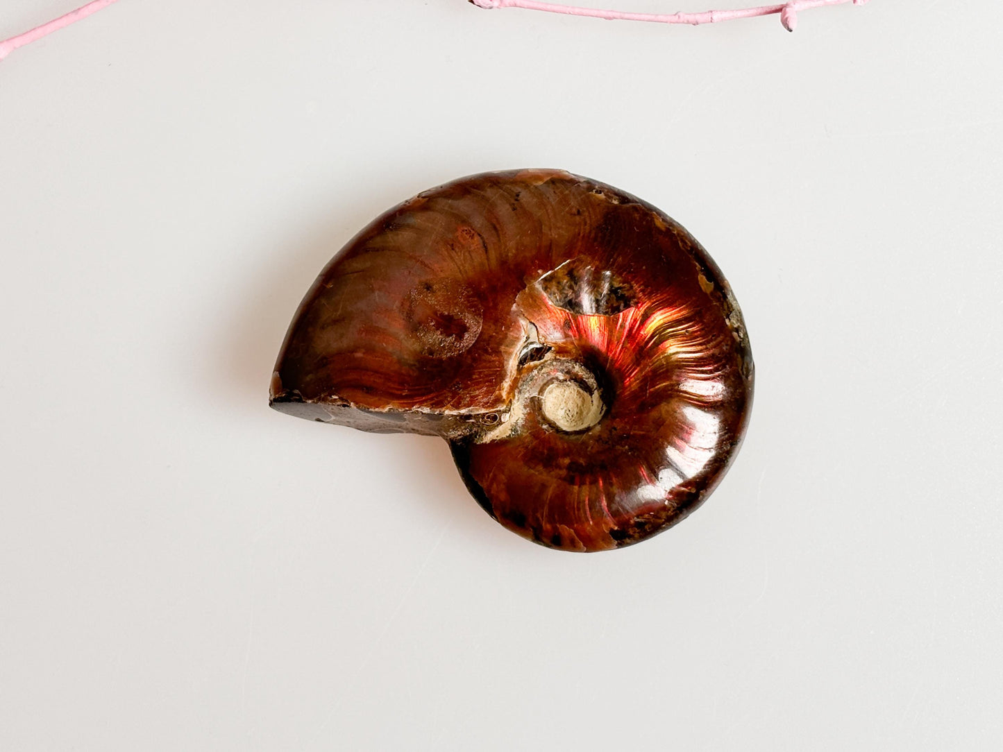 Beautiful opalized ammonite fossil with dazzling colors, unique decorative piece, ideal for collectors & gifts