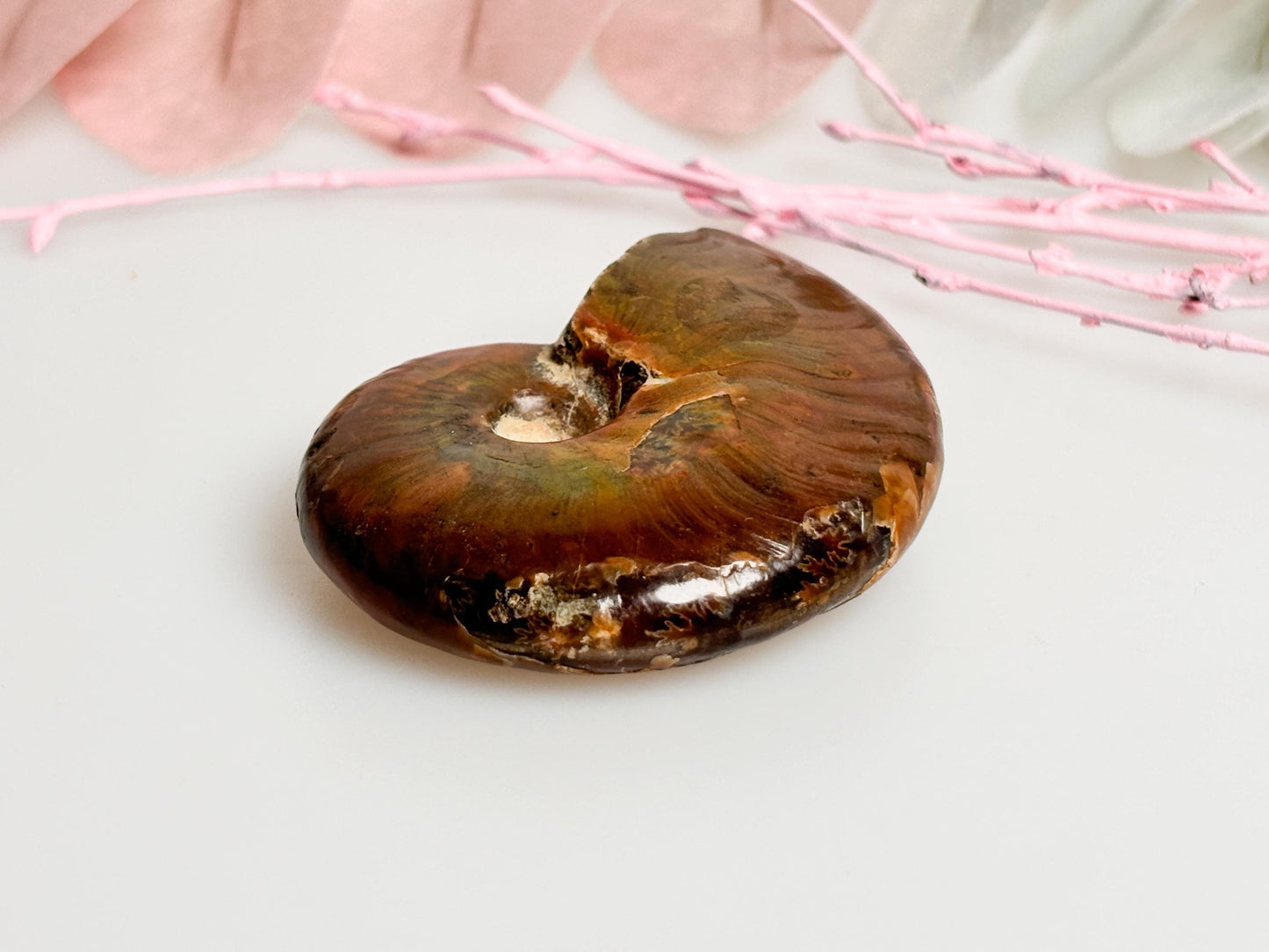 Beautiful opalized ammonite fossil with dazzling colors, unique decorative piece, ideal for collectors & gifts