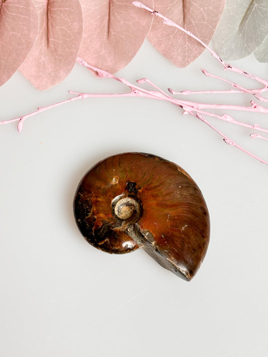Beautiful opalized ammonite fossil with dazzling colors, unique decorative piece, ideal for collectors & gifts